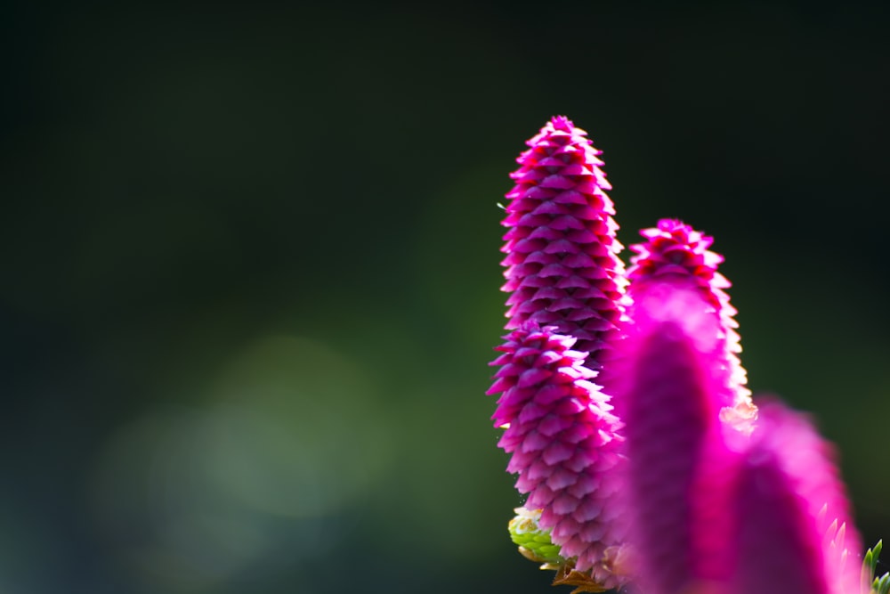 selective focus photography pink petaled flowers