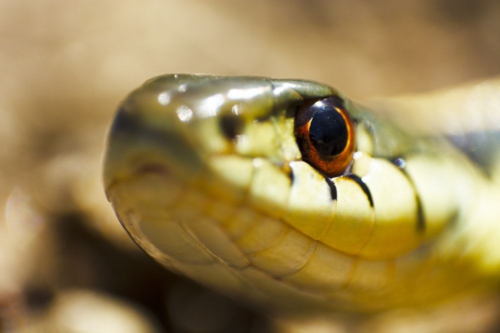 selective focus photography of snake
