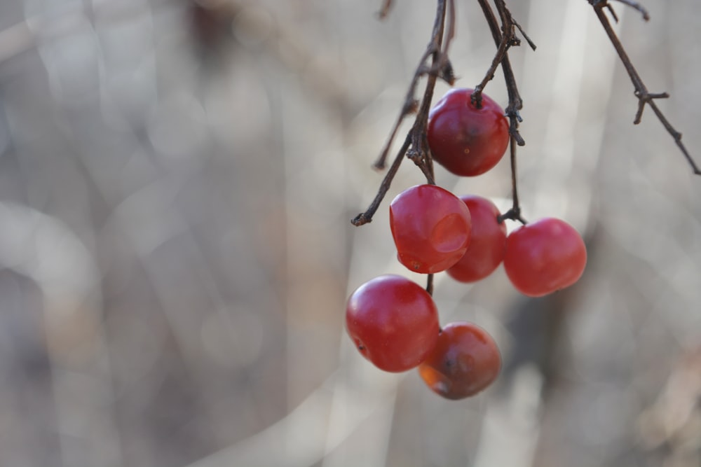 red cherries