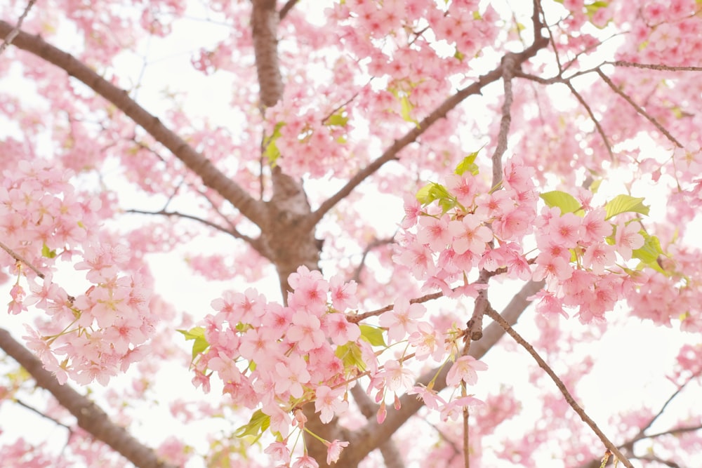 ピンクの桜の花