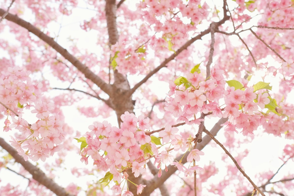 pink cherry blossom flowers