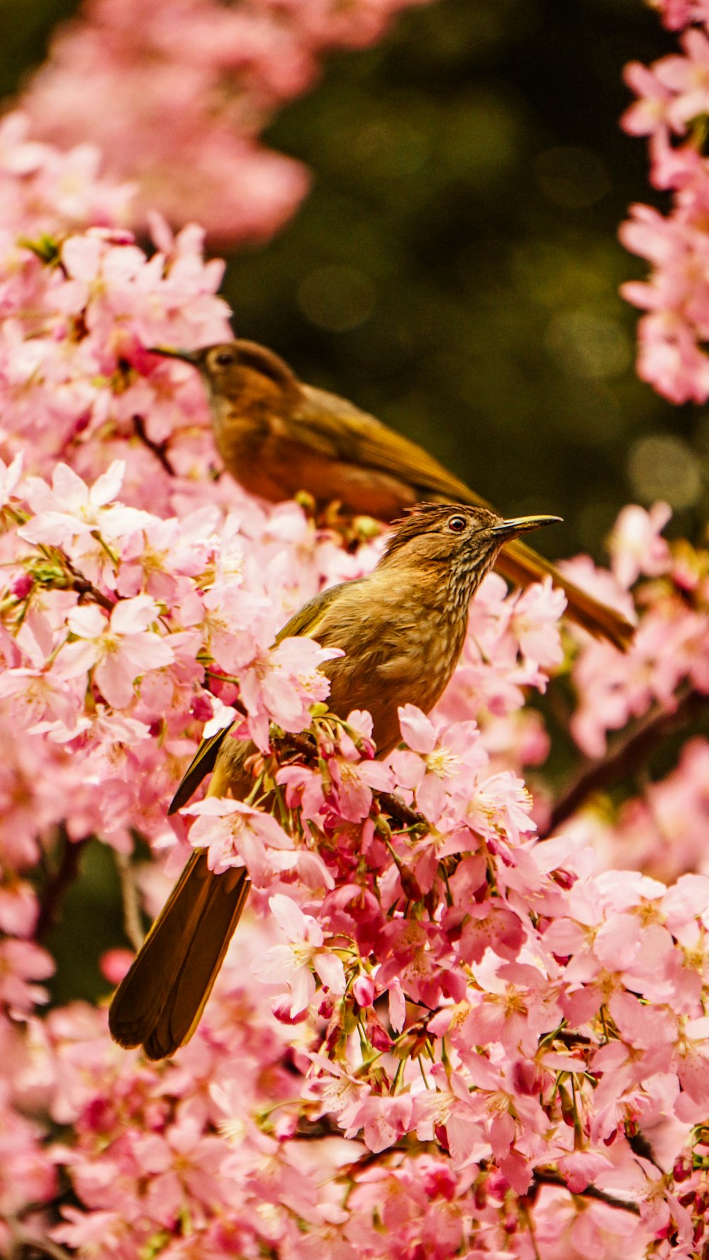 deux oiseaux bruns sur fleur