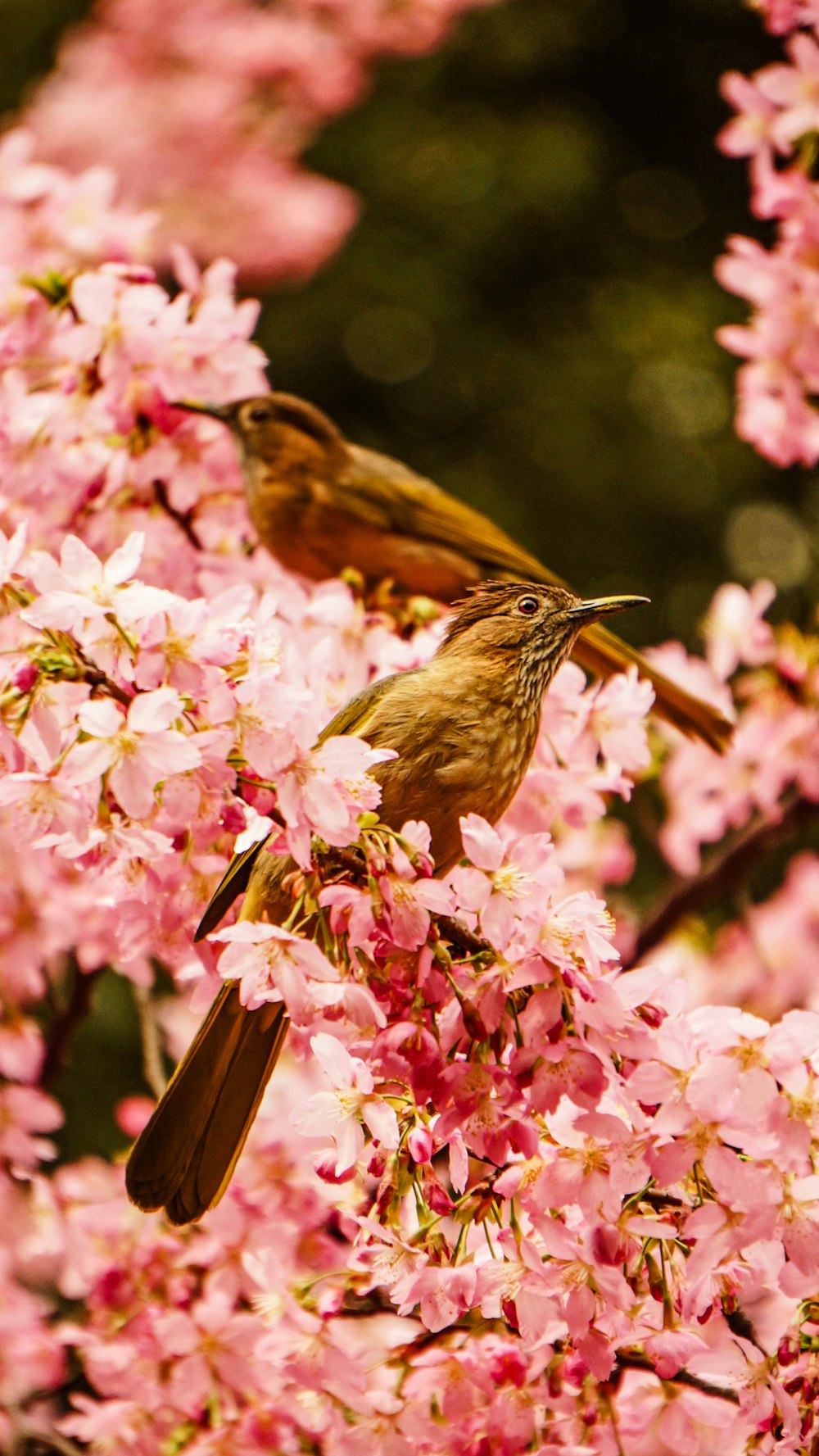 two brown birds on flower