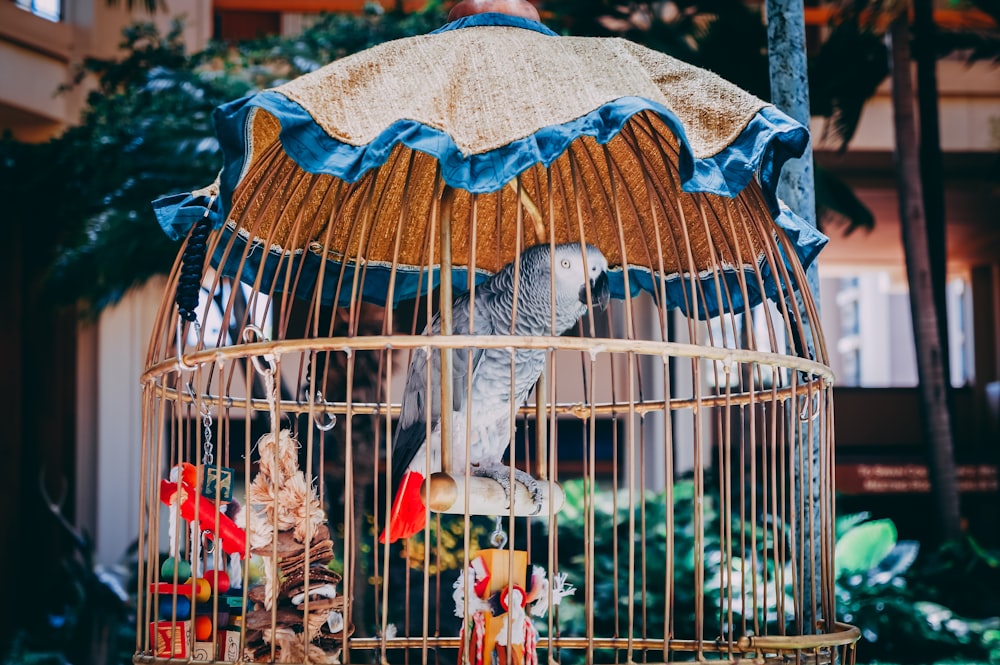 gray parrot in bird cage