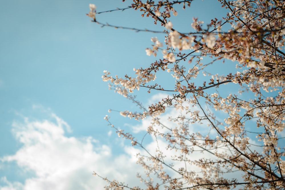 low angle photo of blossom flowers under blue sky