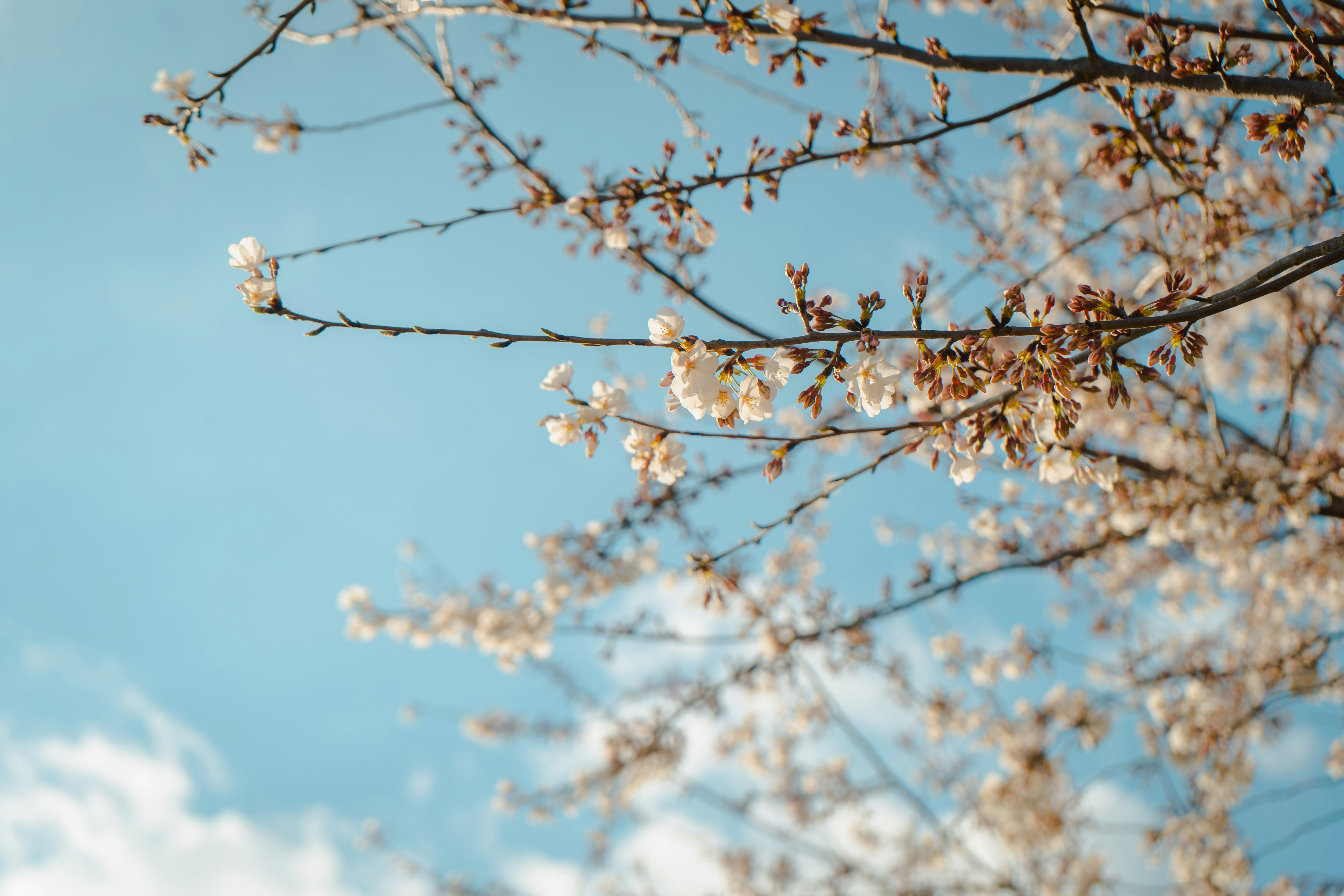 closeup photo of white-petaled flowers