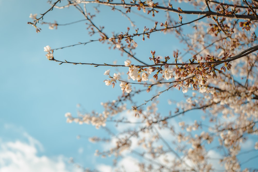 closeup photo of white-petaled flowers