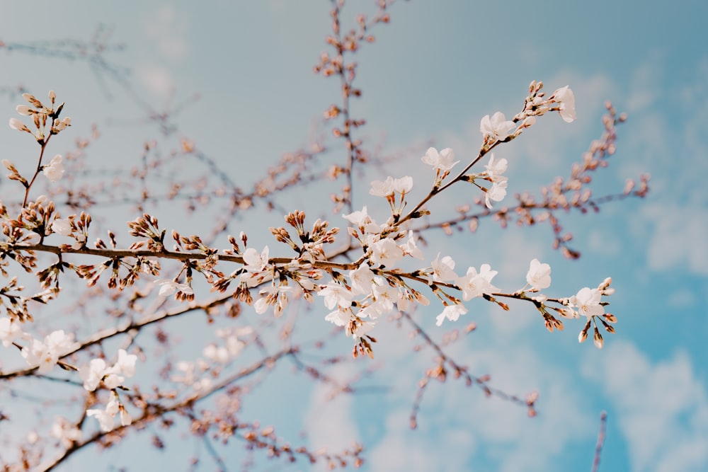 cherry blossom tree