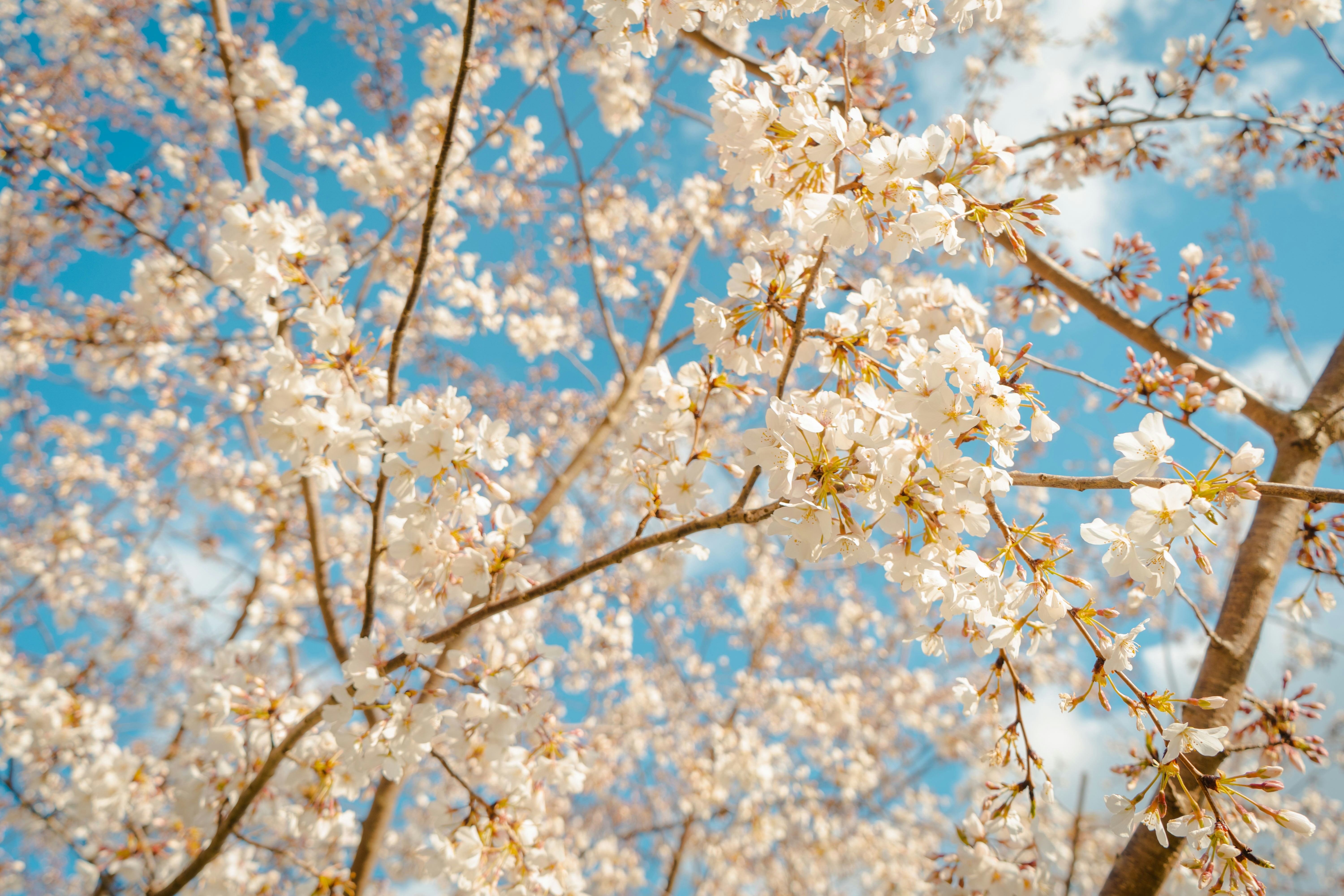 white petaled flowers