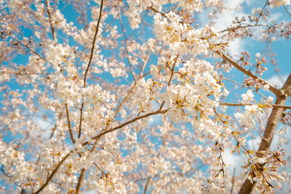 white petaled flowers