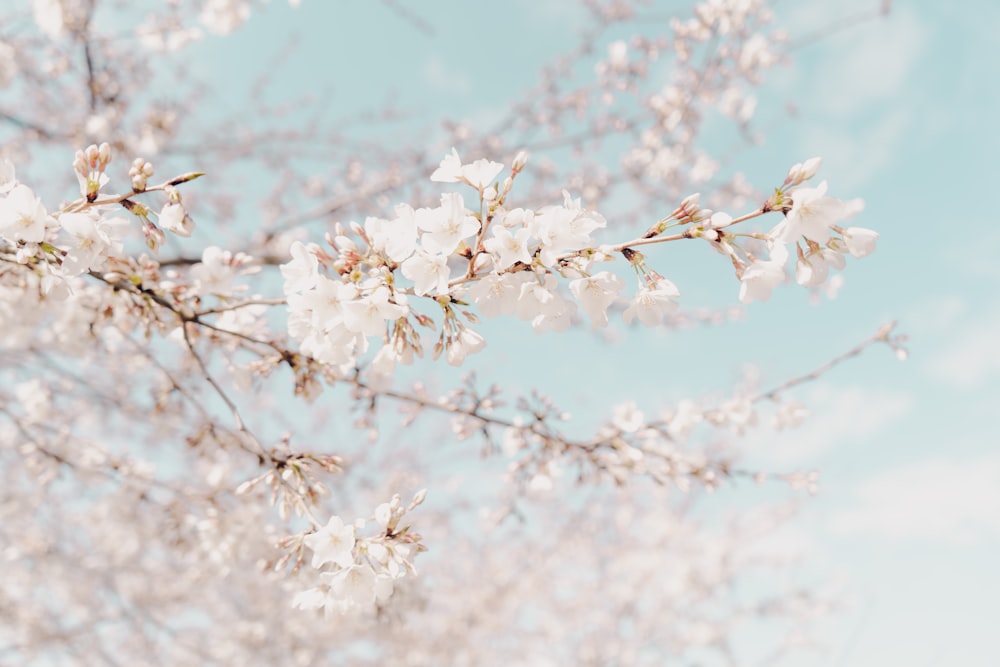 cerisier en fleurs