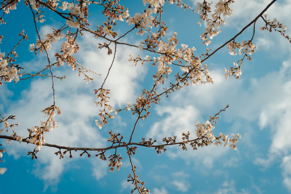 낮 동안 흐린 푸른 하늘 아래 나무의 로우 앵글 사진