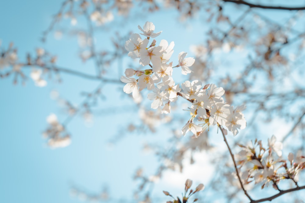 Weiße Blumen unter blauem Himmel