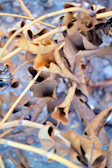 Close-up of dried catappa leaves showing natural texture and earthy tones.