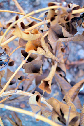 Close-up of dried catappa leaves showing natural texture and earthy tones.