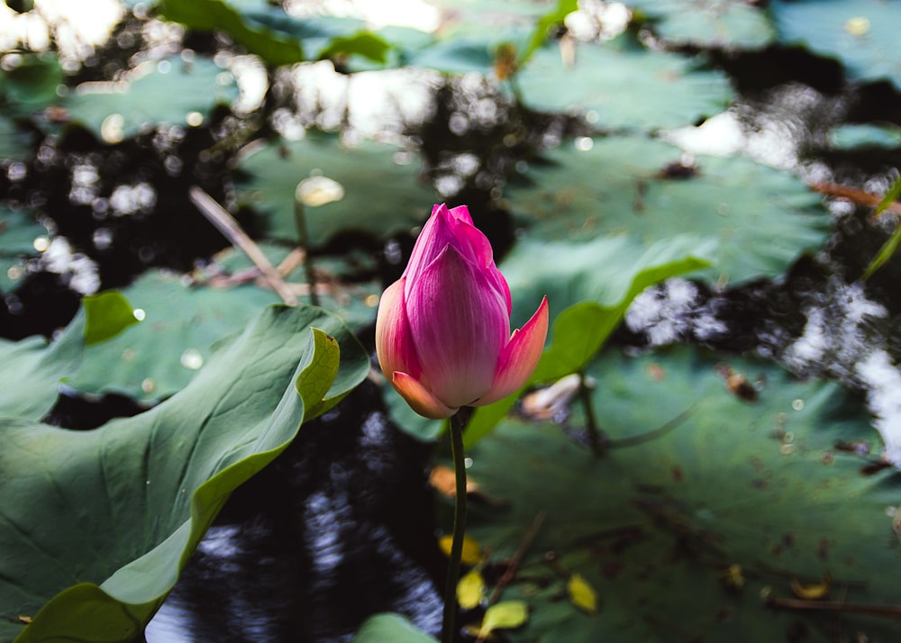 pink flower bud