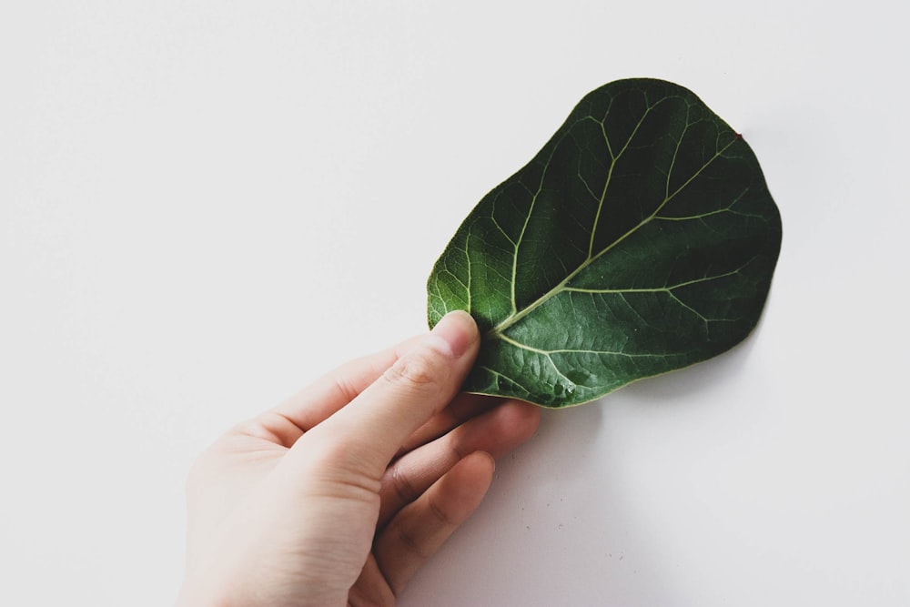 person holding green leaf