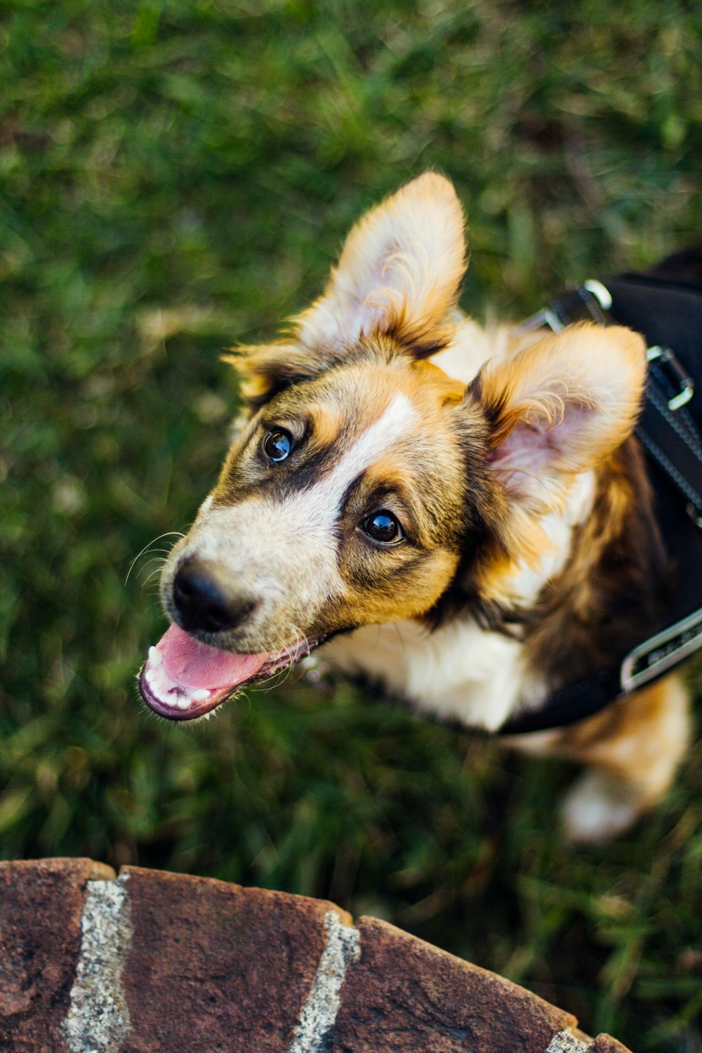 selective focus photography of dog on green grass field