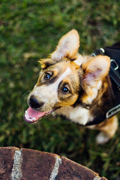Dog Eye Cleaning: How to Remove Tear Stains and Keep Eyes Healthy