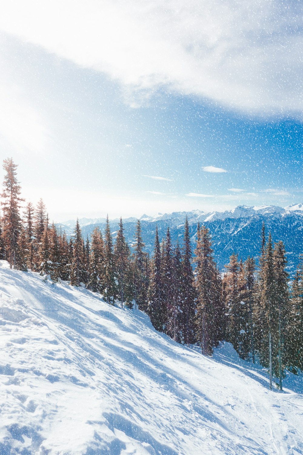 brown trees on mountain