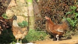 Two chickens are walking on a dirt path surrounded by lush greenery and plants. The chickens have brown and black feathers and are in a natural outdoor setting with sunlight casting shadows on the ground.