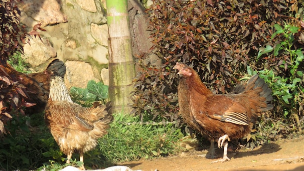 Healthy chickens roaming freely in a clean, green farm environment under natural sunlight