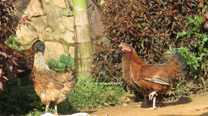 Two chickens are walking on a dirt path surrounded by lush greenery and plants. The chickens have brown and black feathers and are in a natural outdoor setting with sunlight casting shadows on the ground.