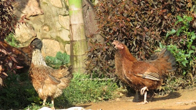 Two chickens are walking on a dirt path surrounded by lush greenery and plants. The chickens have brown and black feathers and are in a natural outdoor setting with sunlight casting shadows on the ground.
