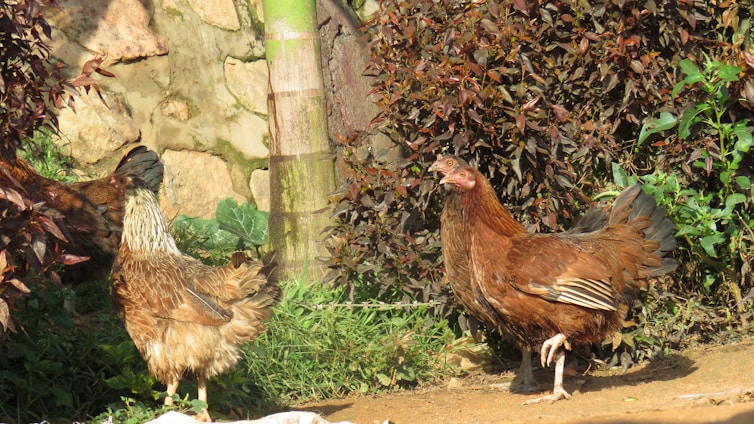 Two chickens are walking on a dirt path surrounded by lush greenery and plants. The chickens have brown and black feathers and are in a natural outdoor setting with sunlight casting shadows on the ground.