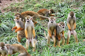 group of primates