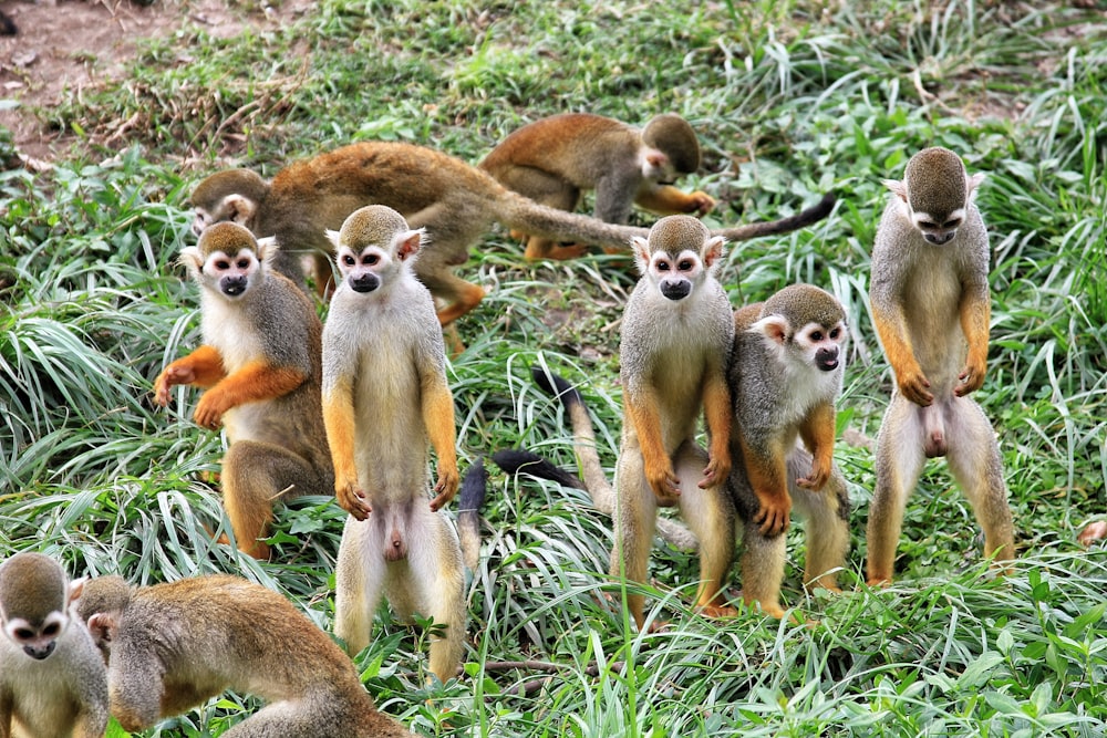 group of primates