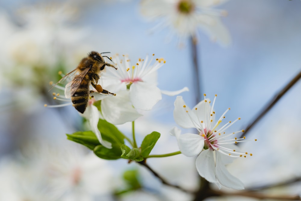 bee on the white petaled flower