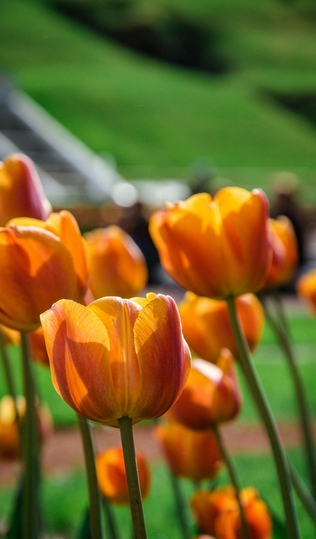 orange tulip flowers in selective focus photography