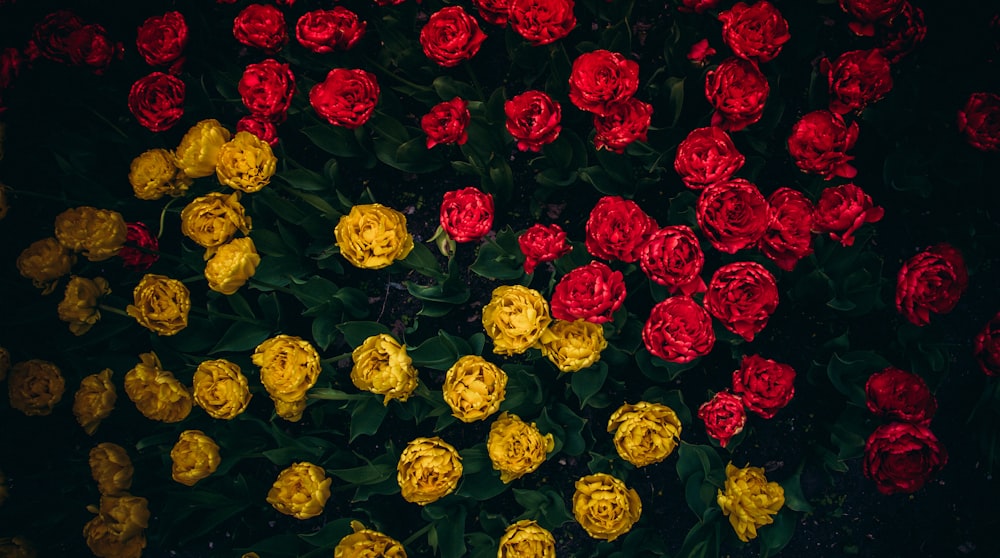 yellow and red roses blooming