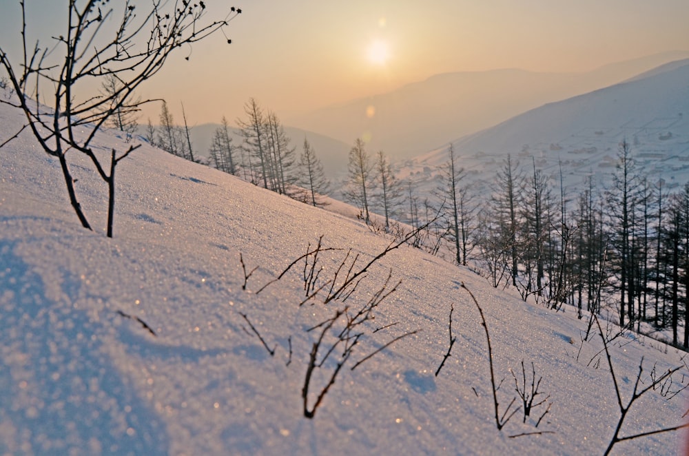 snow-covered bare tree plants during daytime