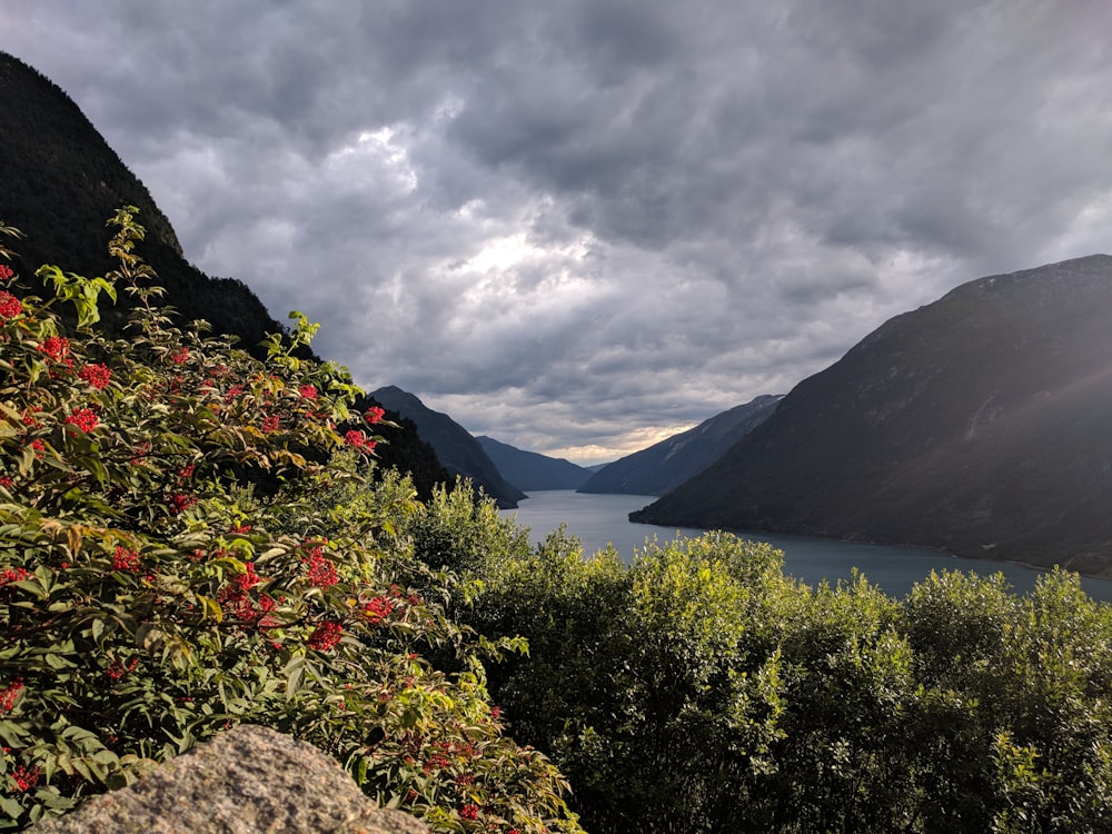 green-leafed plants beside lake