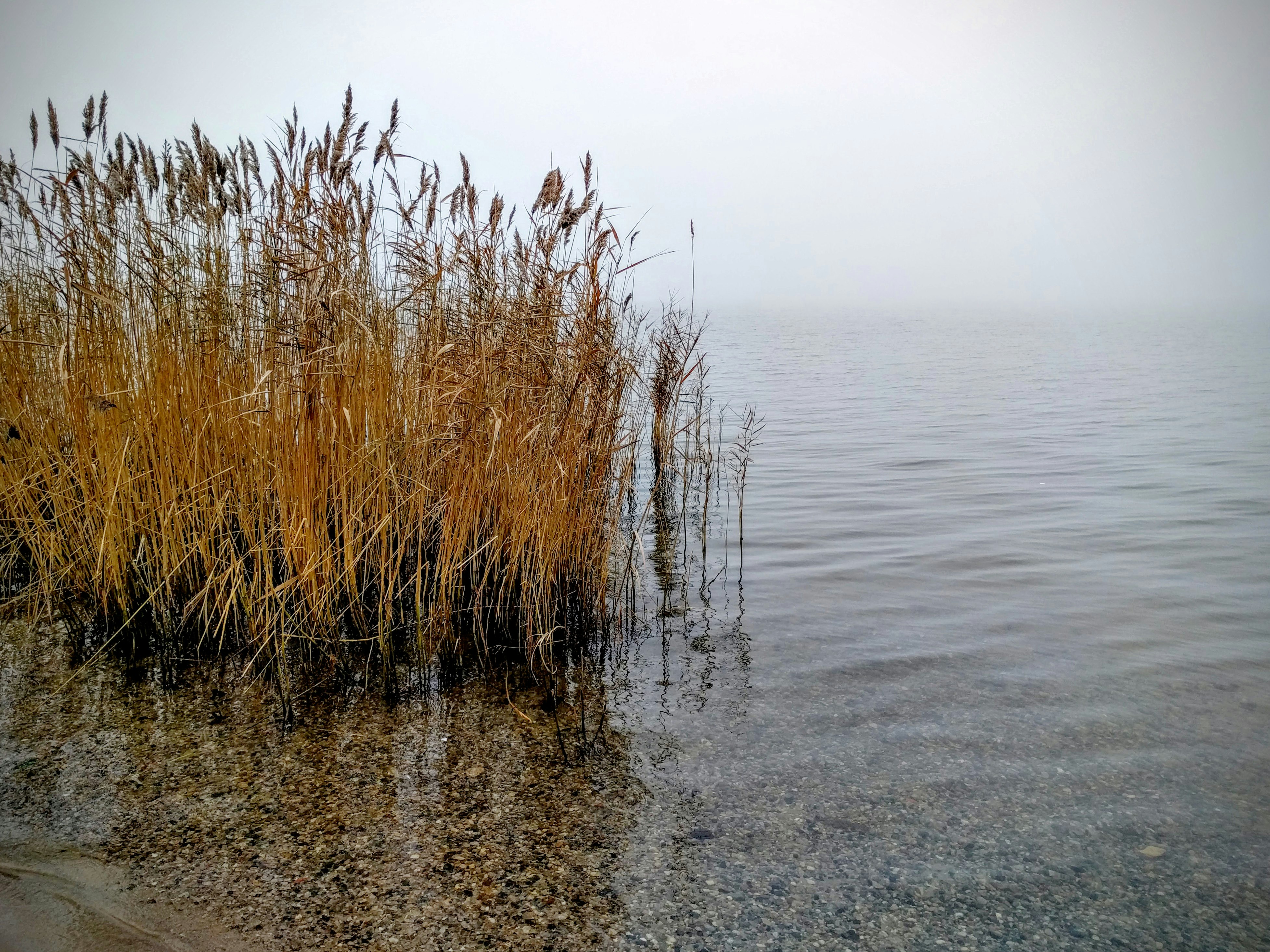 brown grass field on water