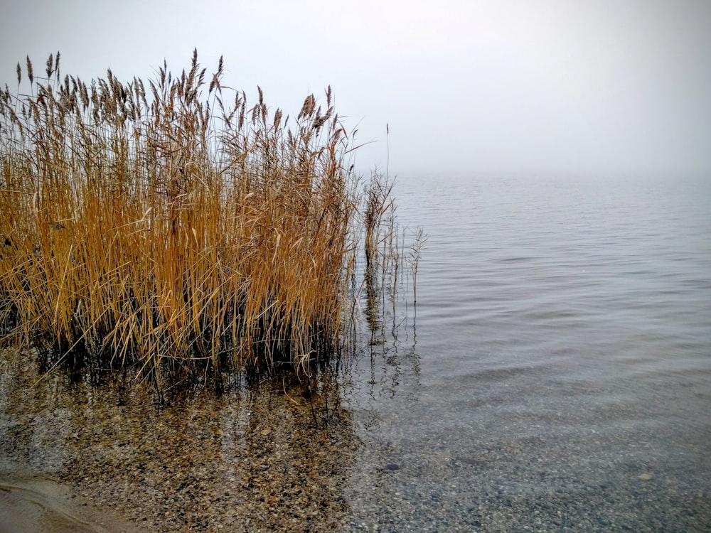 brown grass field on water