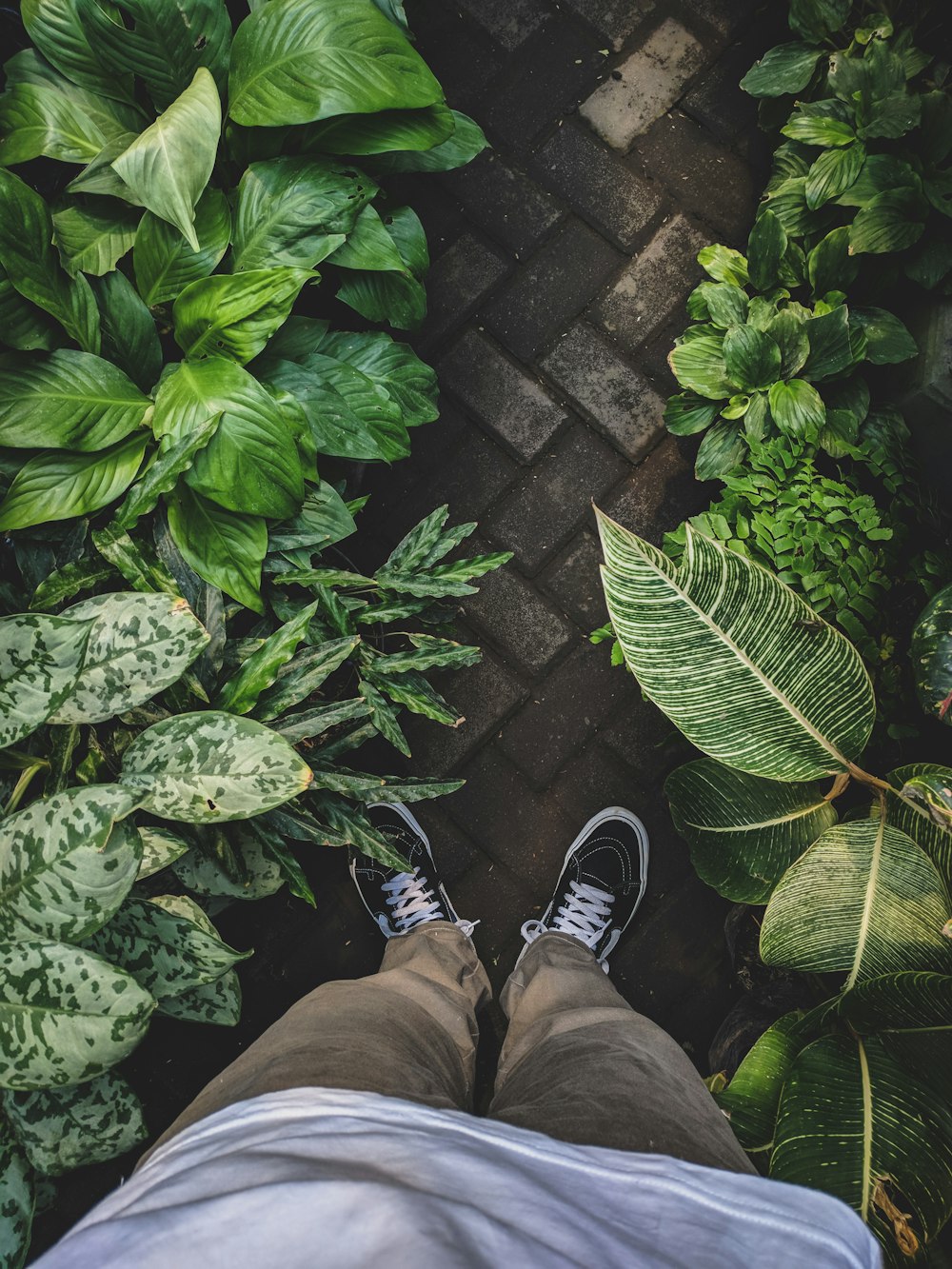 person standing near plants