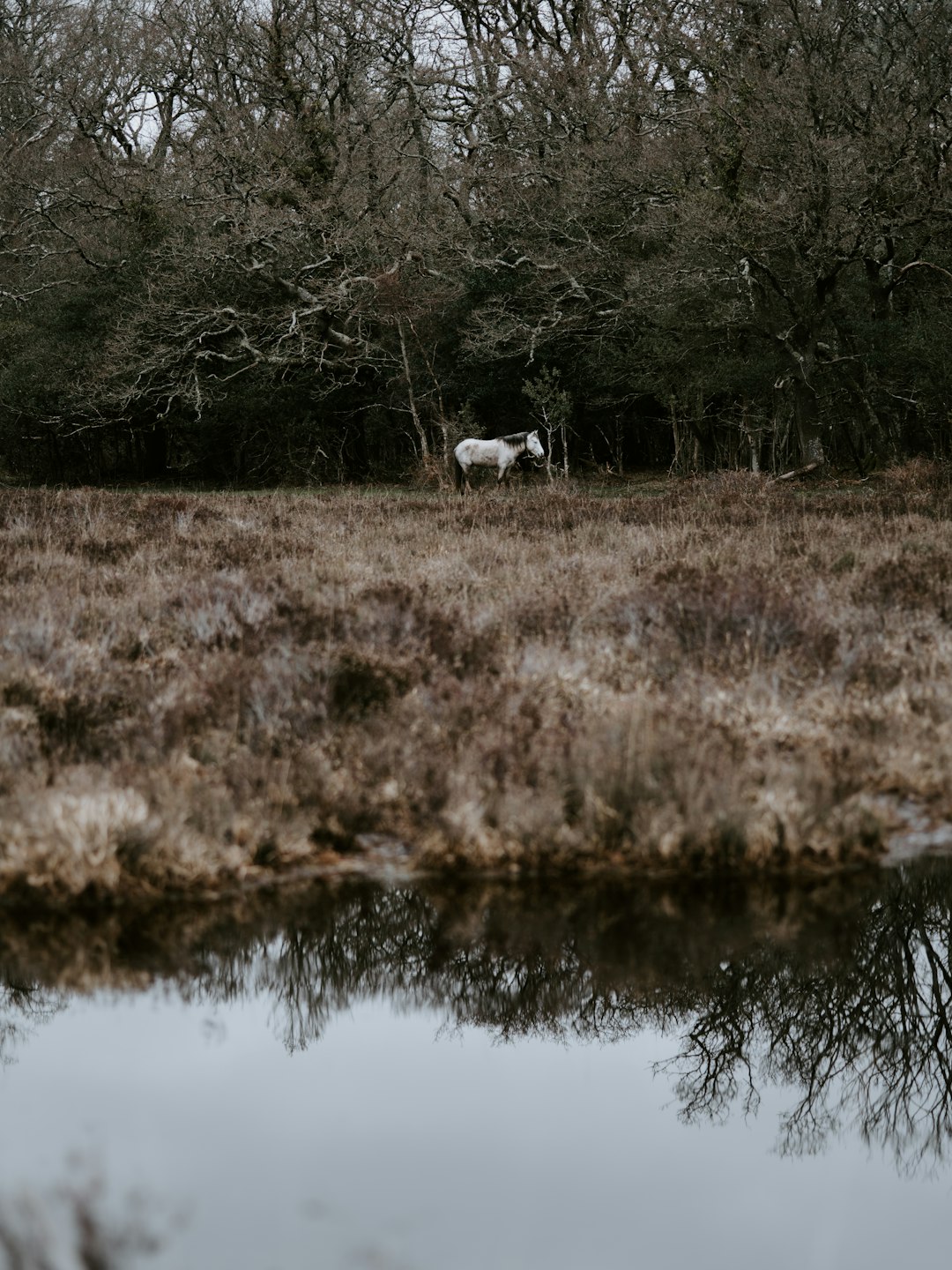 white horse on brown field