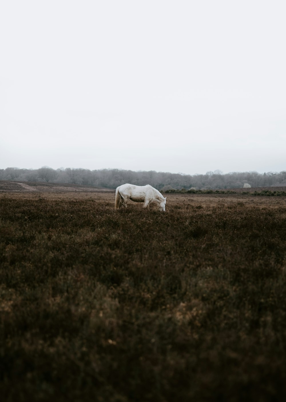 white horse grazing the grass