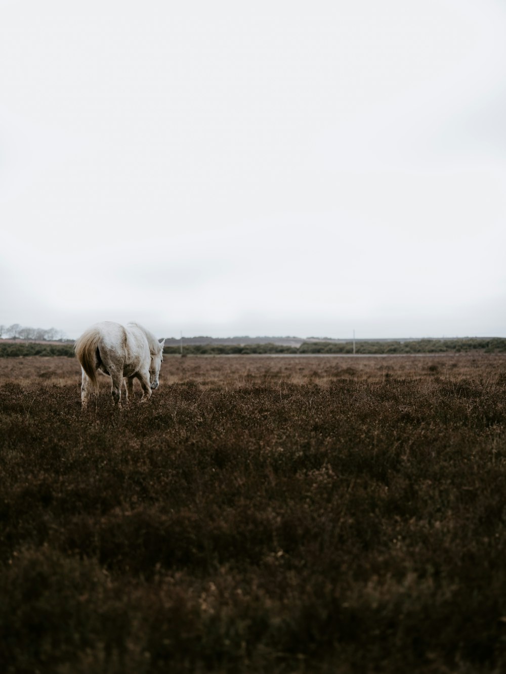 Weißes Pferd frisst Gräser