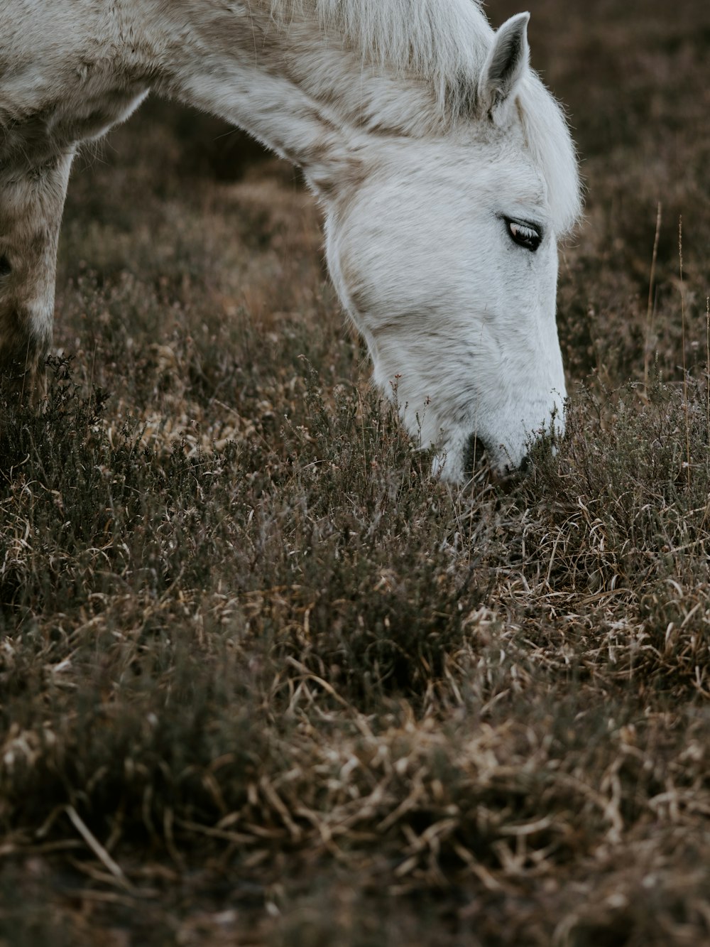 white horse eating grass on the field