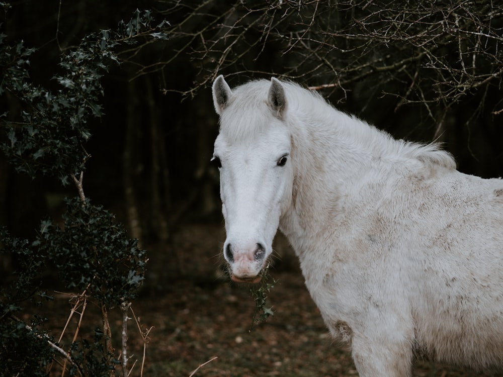 white horse near plant during dyatime