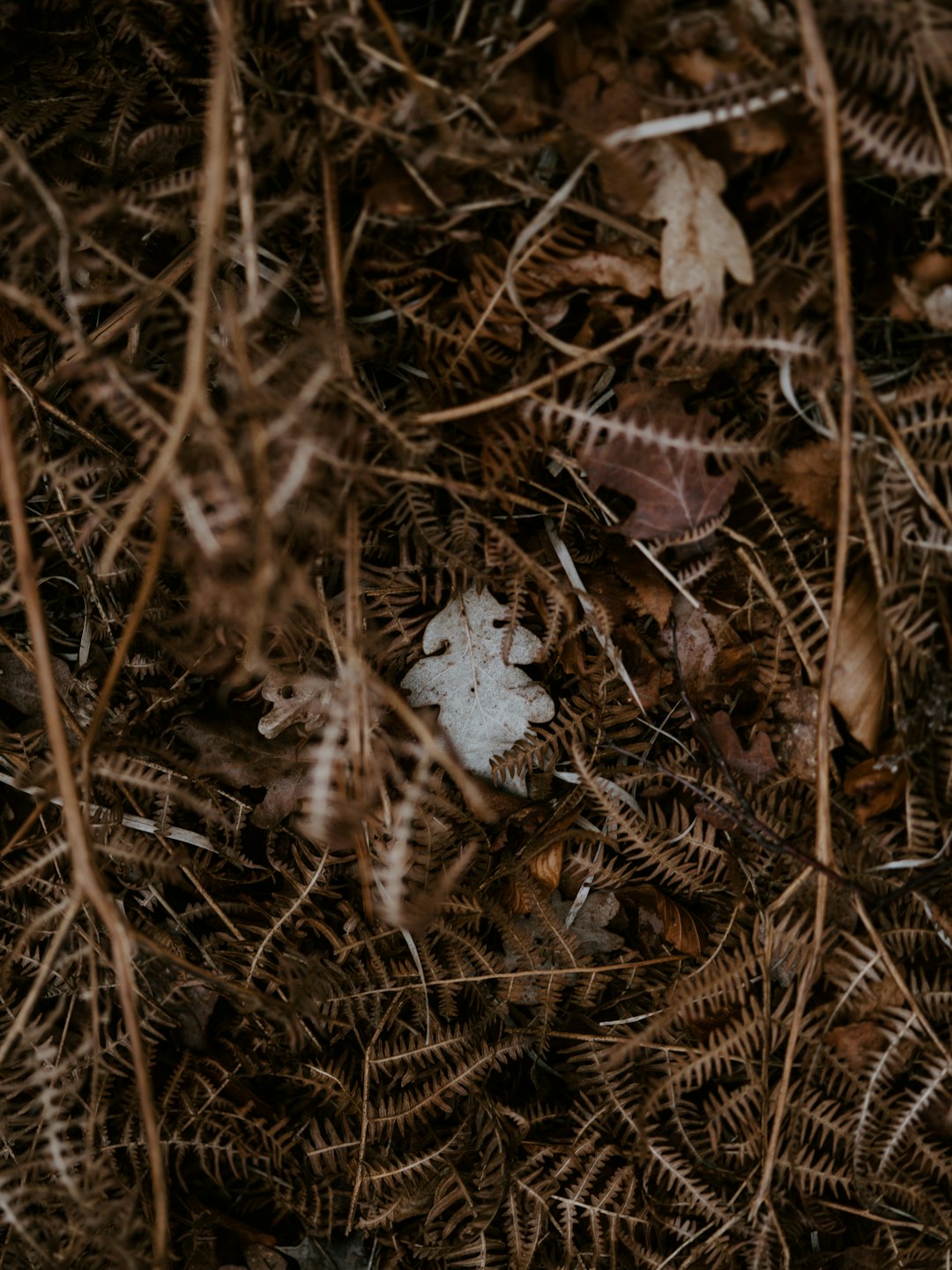 withered brown leaves