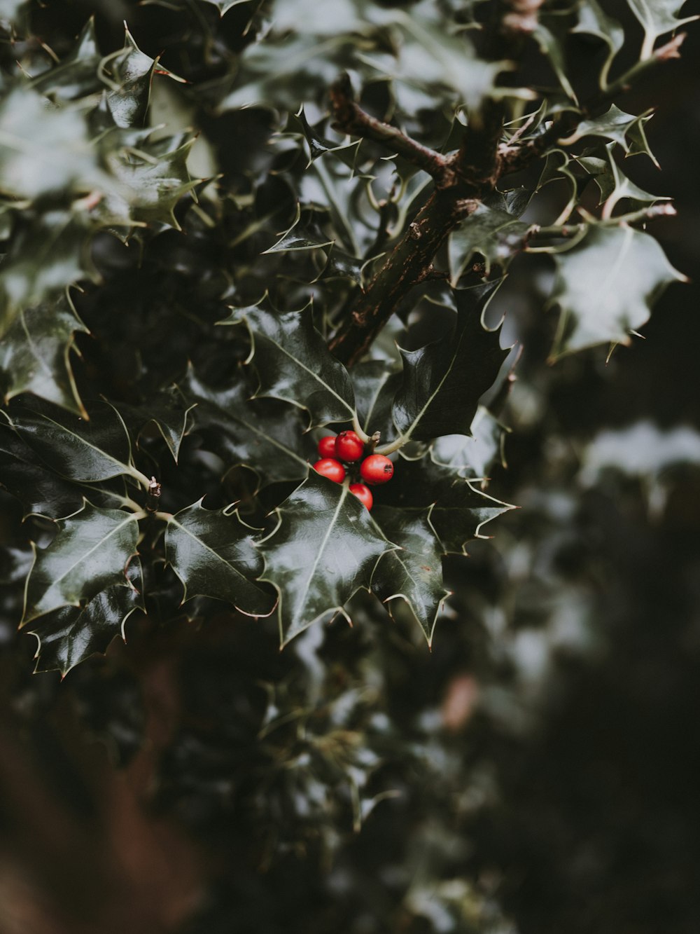 red berries