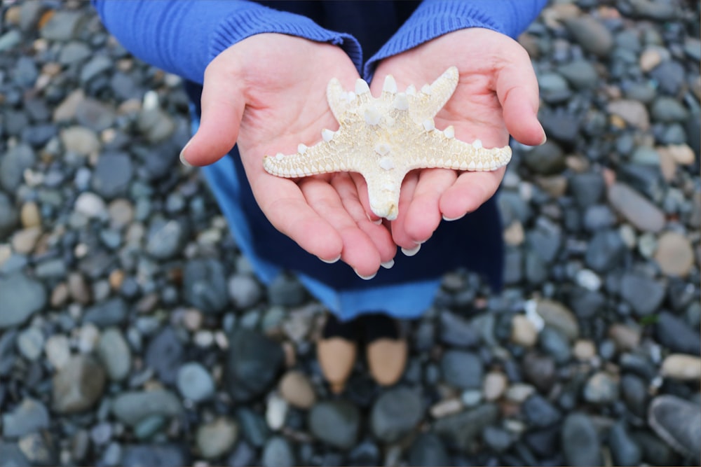 brown starfish on hand