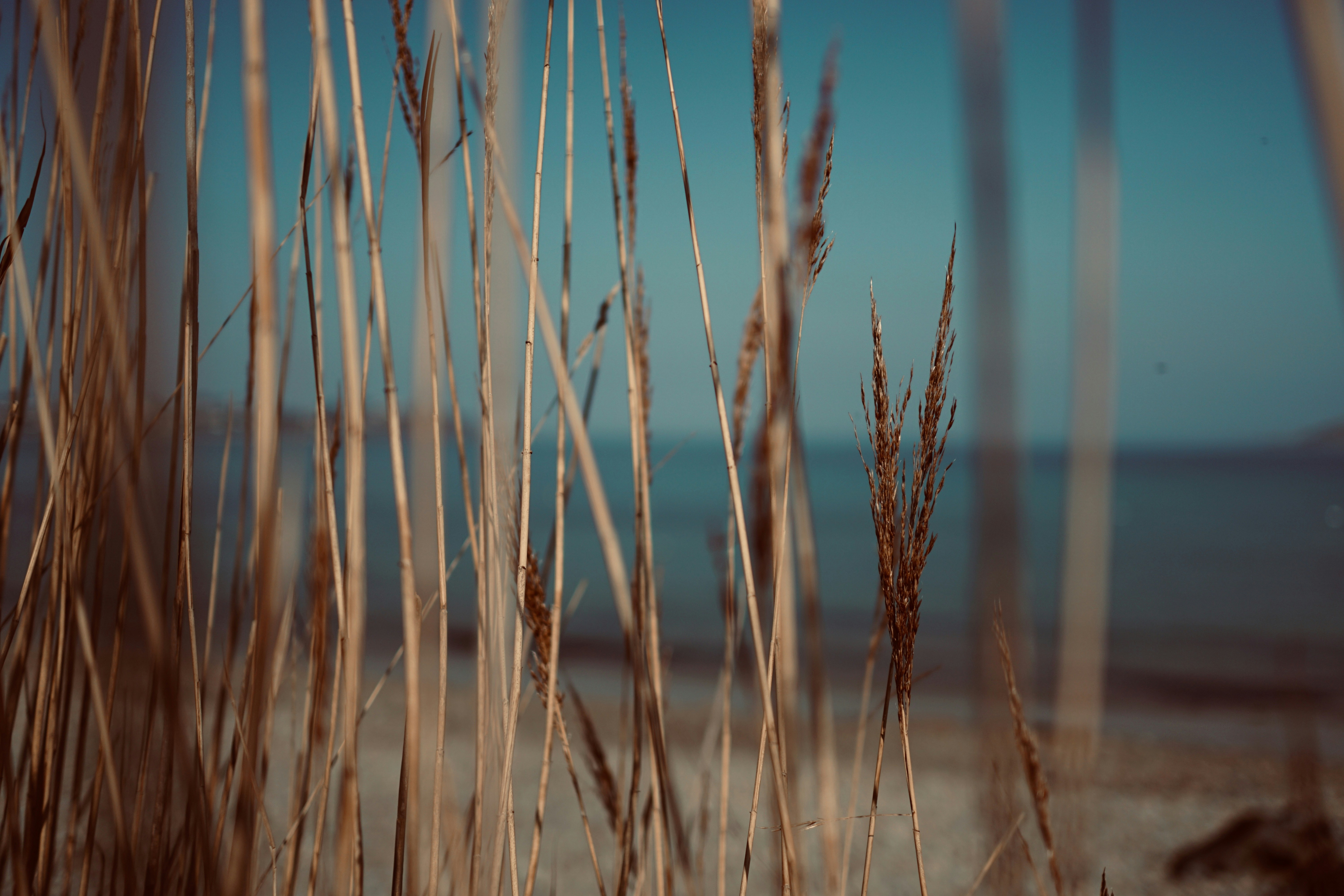 Камыш на финском заливе. Пляж сухая трава. Камыш песчаный. Тростник на чёрном море. Тростник у моря.
