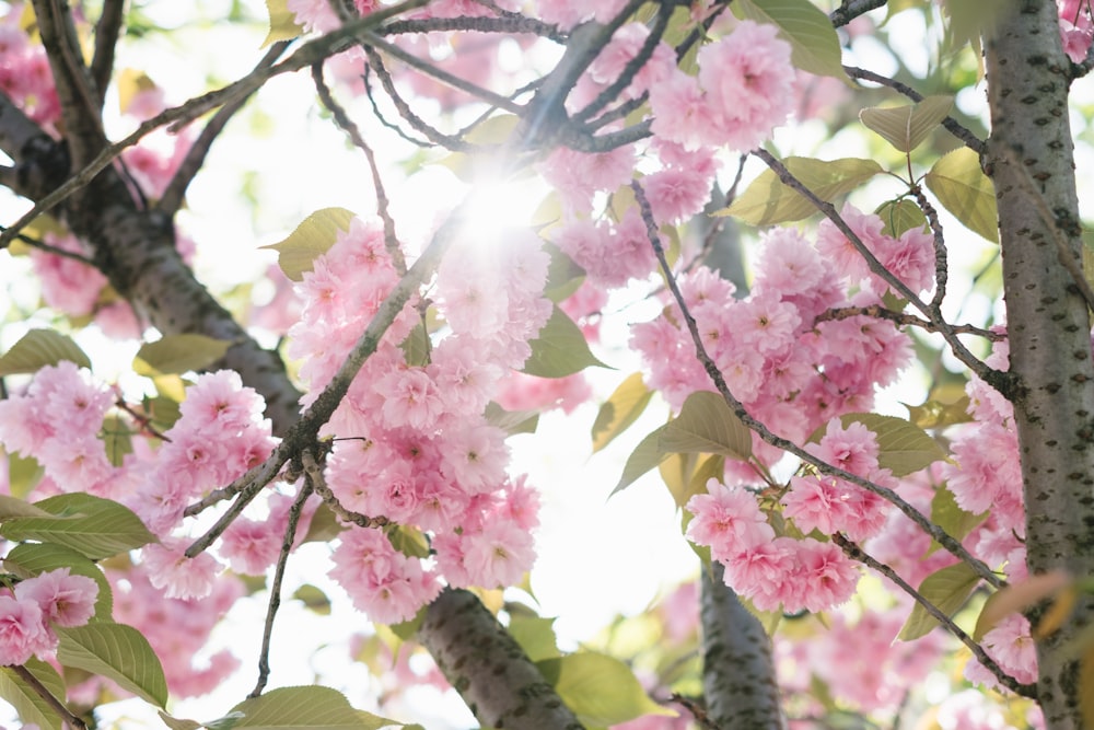 pink-petaled flowers