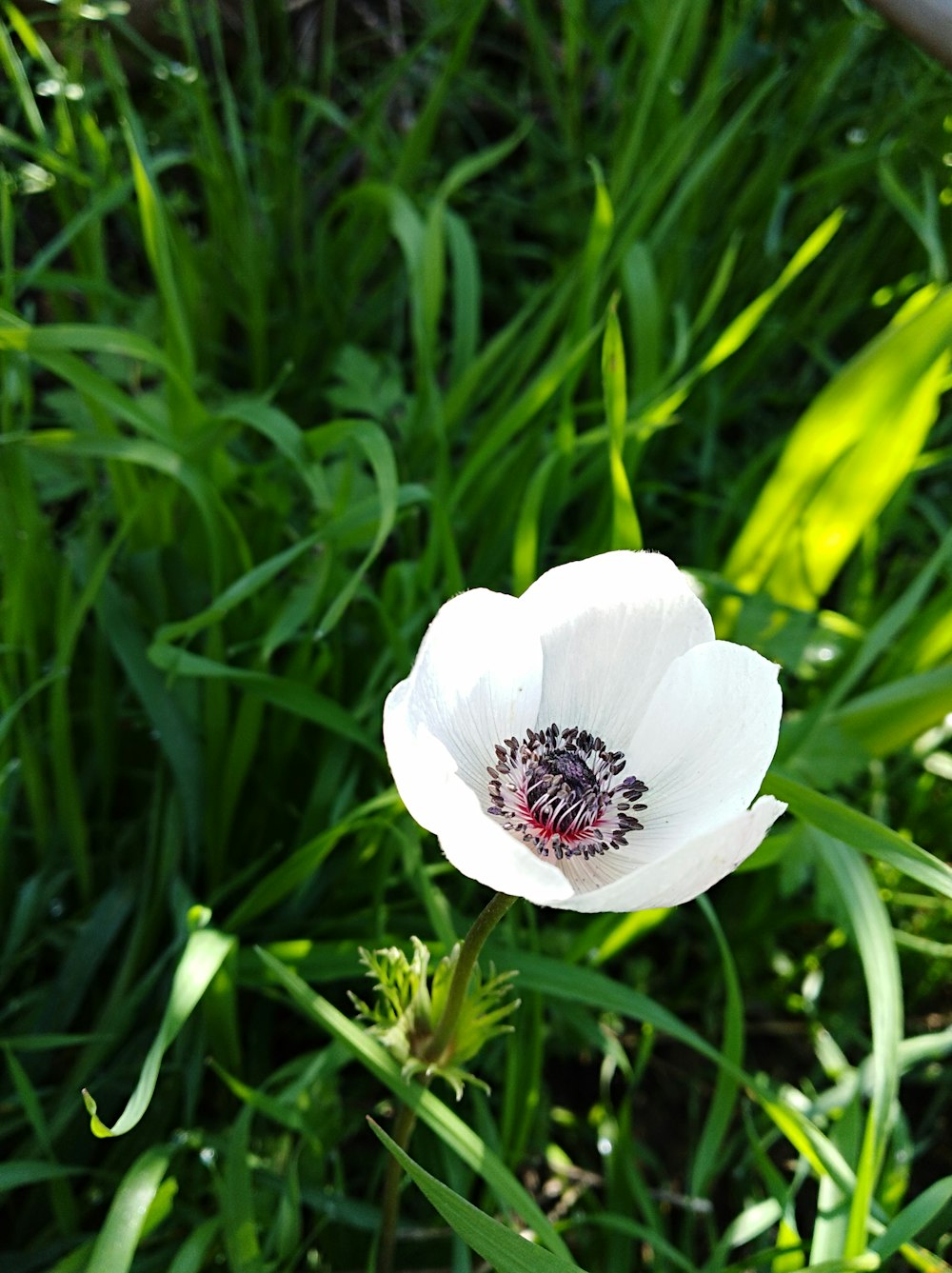 white petaled flower during daytime